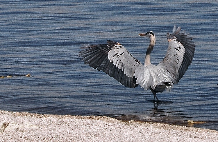 heron with wings spread on shore
